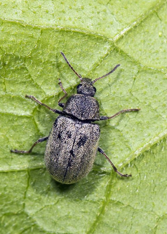 Mycteridae? S, forse Mycterus umbellatarum